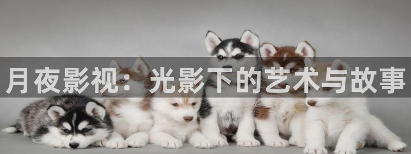 奇優影院在線觀看酷客電影：月夜影視：光影下的藝術與故事